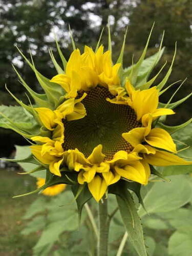 Sunflower Pollen: For the Bees